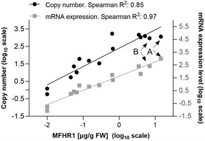 Process Engineering of Biopharmaceutical Production in Moss Bioreactors via Model-Based Description and Evaluation of Phytohormone Impact